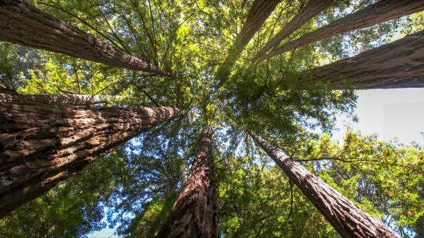 Best Tree Branch Trimming  in South El Monte, CA